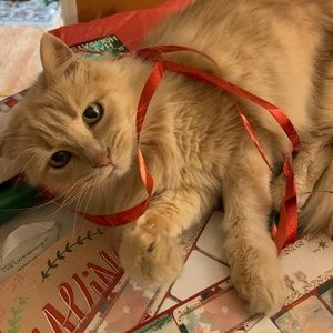 Meet your Posher, Shelly